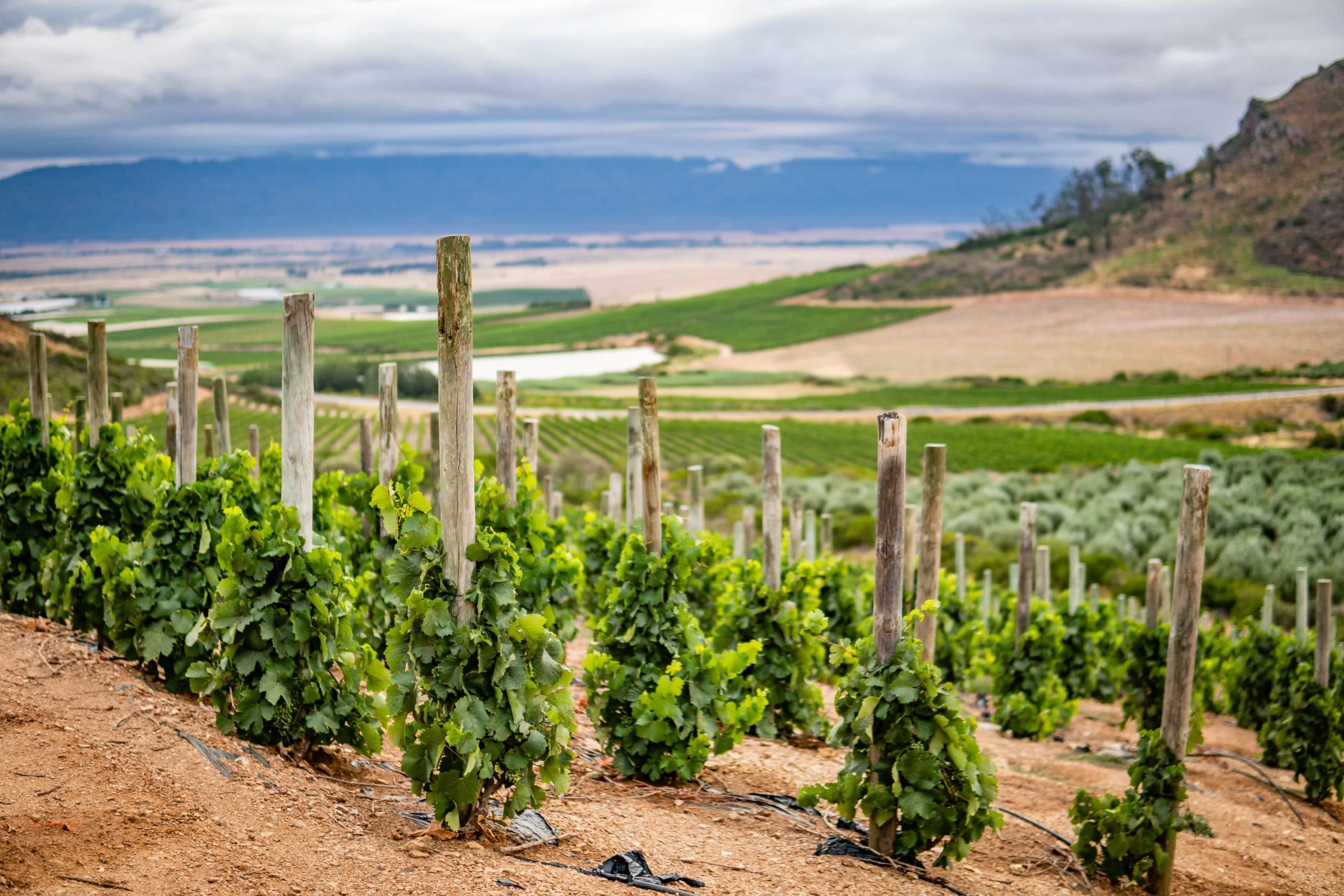 3. CAROUSEL_Swartland Kloovenburg Wine & Olive Estate Stok-by-paaltjie Small