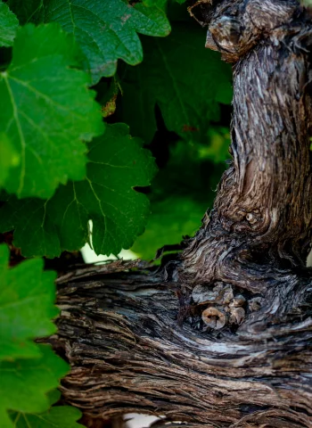 Le Chant Wines