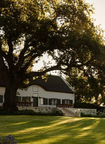 Taaibosch Wine and Collection