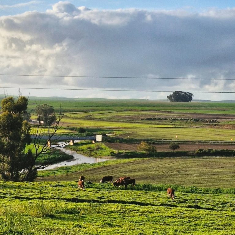 An overview of the Swartland